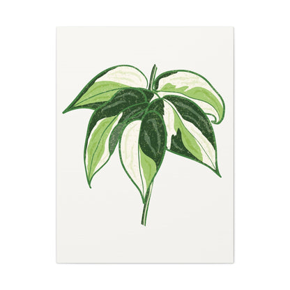 Philodendron Cream Splash Canvas Print – Botanical Wall Art