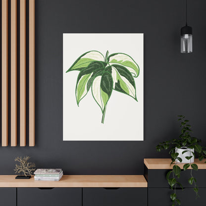 Philodendron Cream Splash Canvas Print – Botanical Wall Art