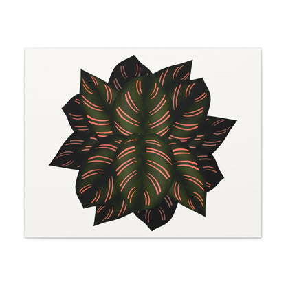 Calathea Pinstripe Canvas Print – Botanical Wall Art