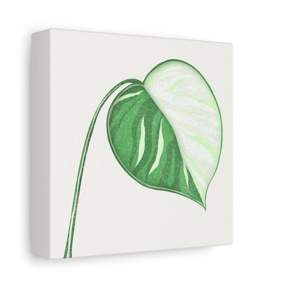 Monstera Albo Canvas Print – Botanical Wall Art