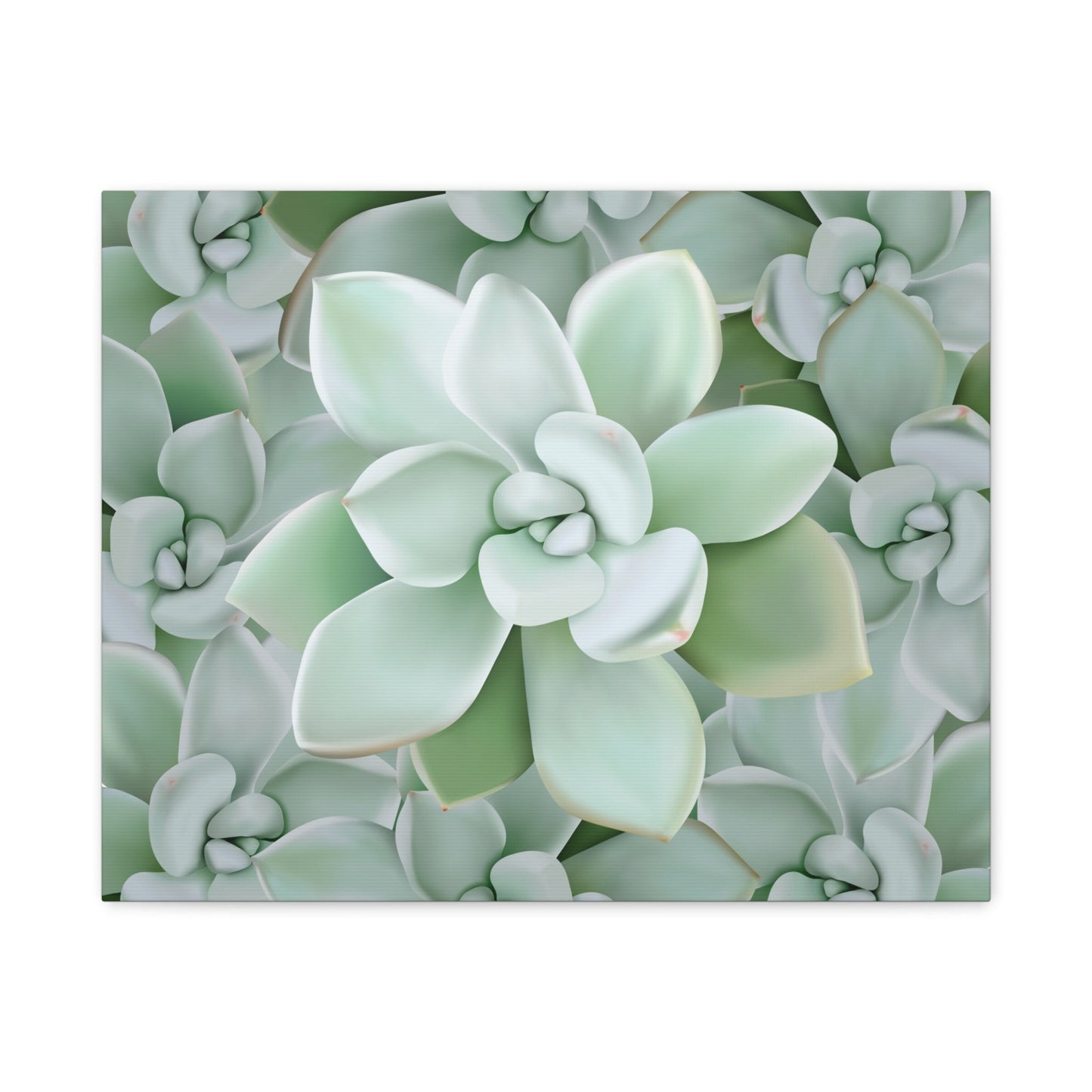 Pachyveria Haagei Succulent Pattern Canvas Print – Botanical Wall Art
