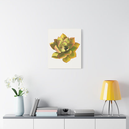 Noble Aeonium Succulent Canvas Print – Botanical Wall Art
