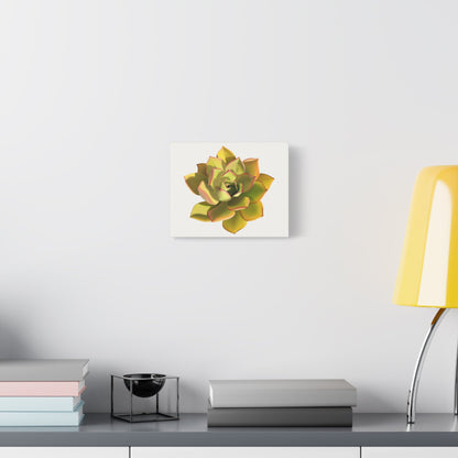 Noble Aeonium Succulent Canvas Print – Botanical Wall Art