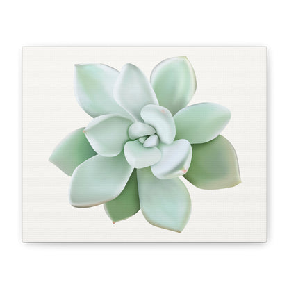 Pachyveria Haagei Succulent Canvas Print – Botanical Wall Art