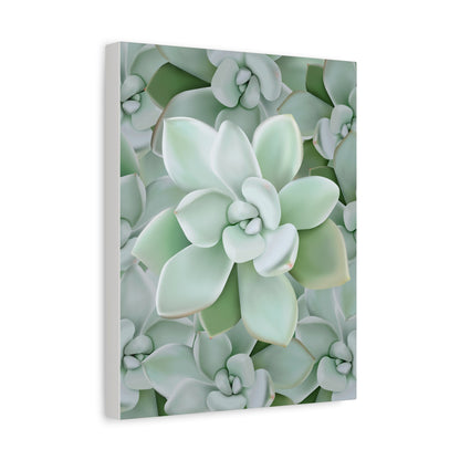Pachyveria Haagei Succulent Pattern Canvas Print – Botanical Wall Art