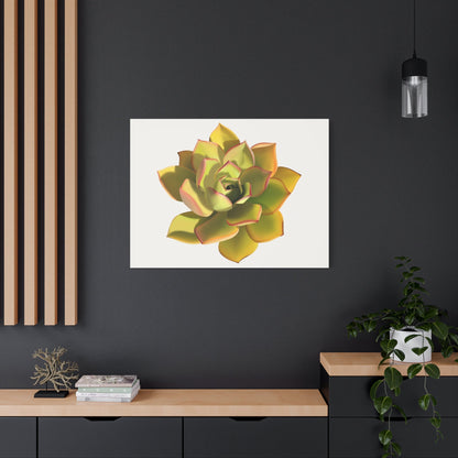 Noble Aeonium Succulent Canvas Print – Botanical Wall Art
