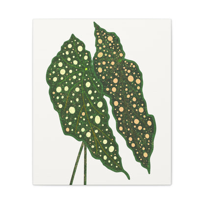 Begonia Maculata Canvas Print – Botanical Wall Art