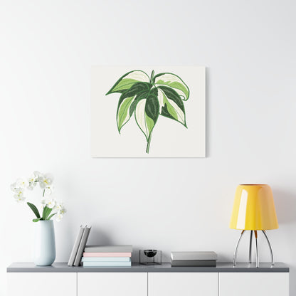 Philodendron Cream Splash Canvas Print – Botanical Wall Art