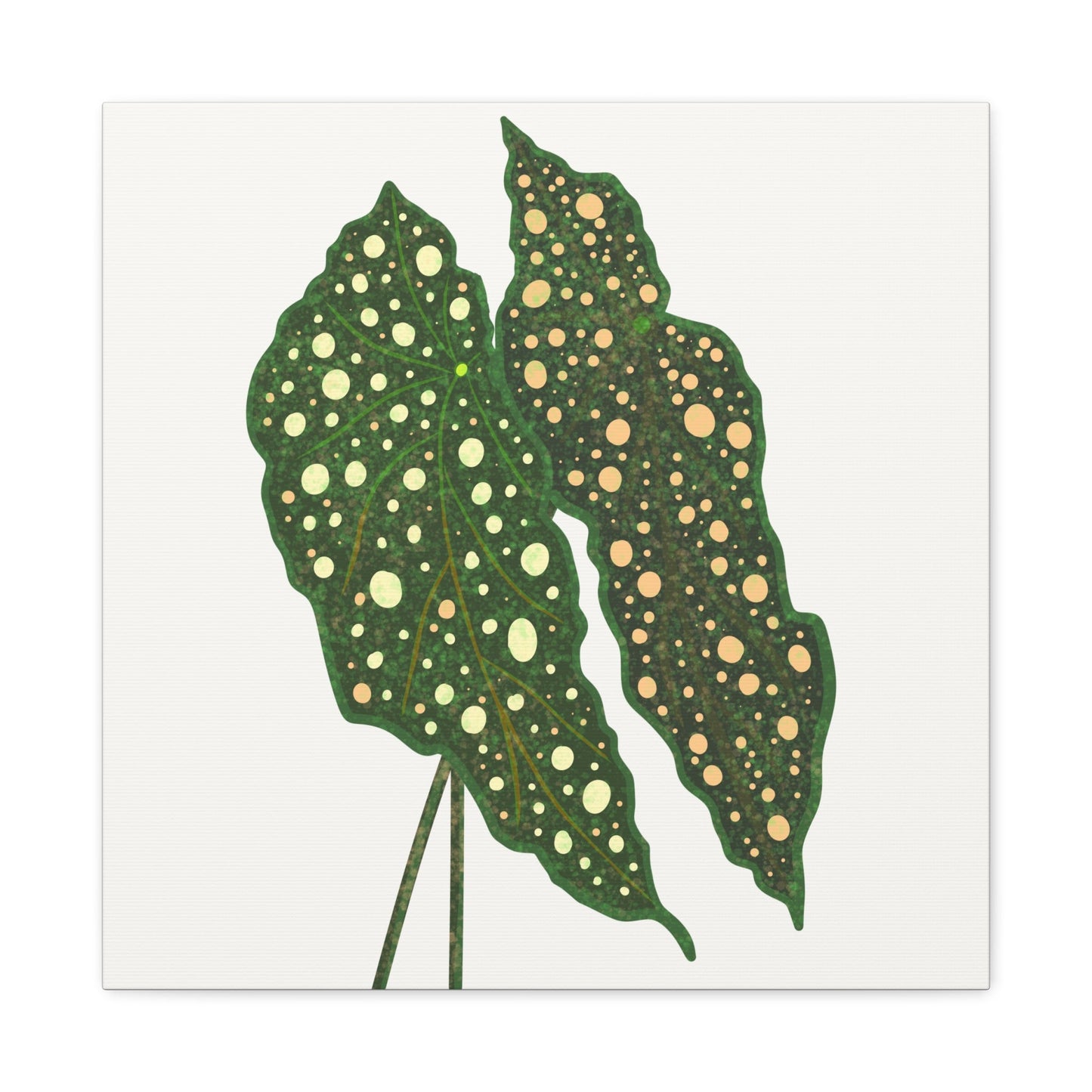 Begonia Maculata Canvas Print – Botanical Wall Art