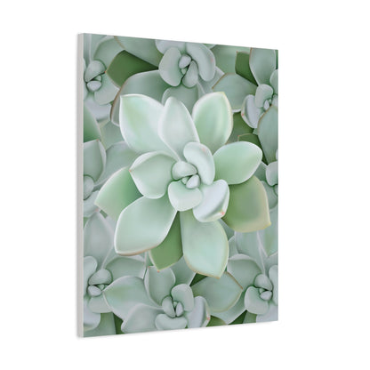 Pachyveria Haagei Succulent Pattern Canvas Print – Botanical Wall Art