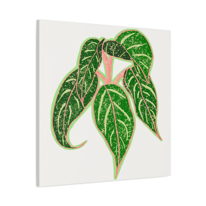 Aglaonema Sparkling Sarah Canvas Print – Botanical Wall Art