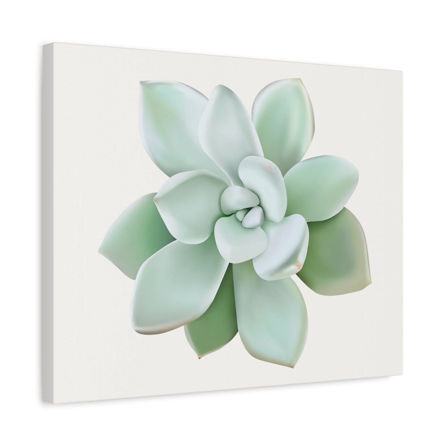 Pachyveria Haagei Succulent Canvas Print – Botanical Wall Art