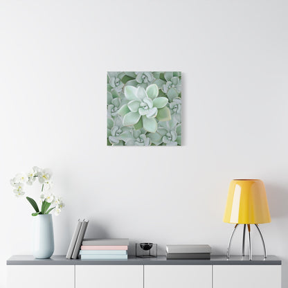 Pachyveria Haagei Succulent Pattern Canvas Print – Botanical Wall Art