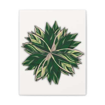 Stromanthe Triostar Canvas Print – Botanical Wall Art