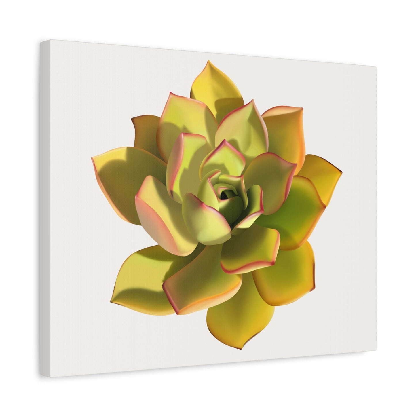 Noble Aeonium Succulent Canvas Print – Botanical Wall Art