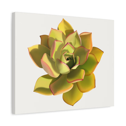 Noble Aeonium Succulent Canvas Print – Botanical Wall Art