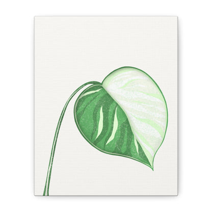 Monstera Albo Canvas Print – Botanical Wall Art