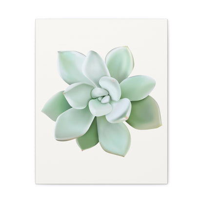 Pachyveria Haagei Succulent Canvas Print – Botanical Wall Art