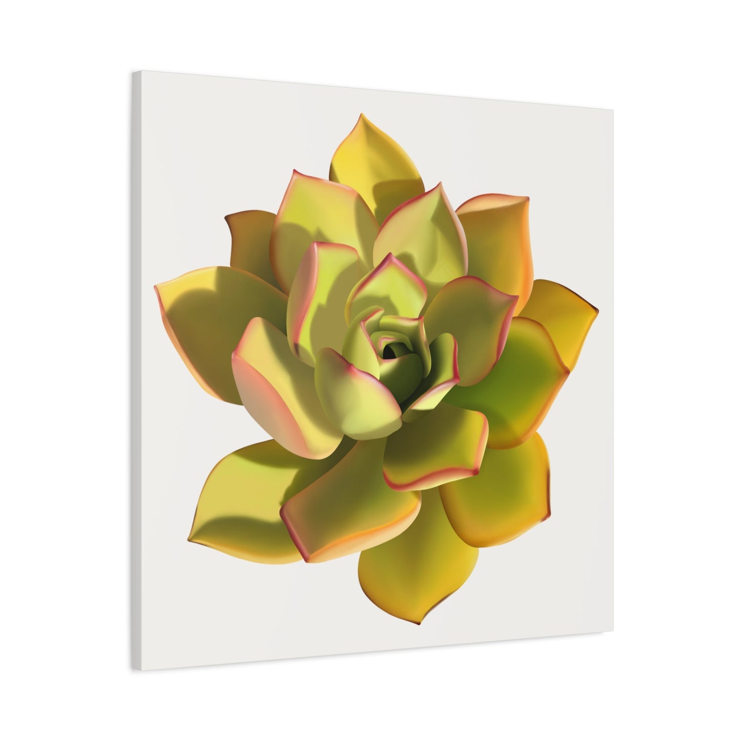 Noble Aeonium Succulent Canvas Print – Botanical Wall Art