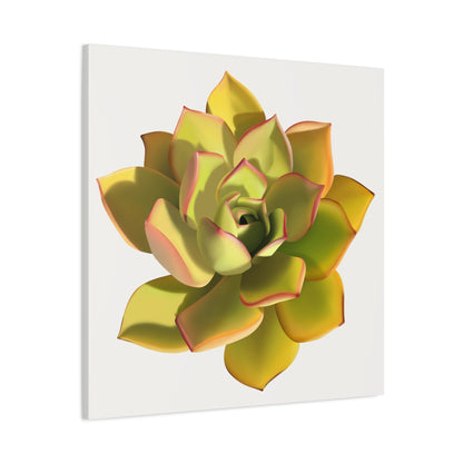 Noble Aeonium Succulent Canvas Print – Botanical Wall Art