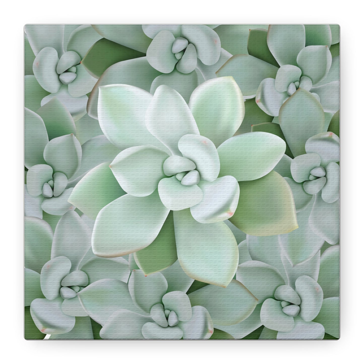 Pachyveria Haagei Succulent Pattern Canvas Print – Botanical Wall Art
