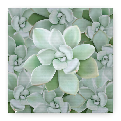 Pachyveria Haagei Succulent Pattern Canvas Print – Botanical Wall Art