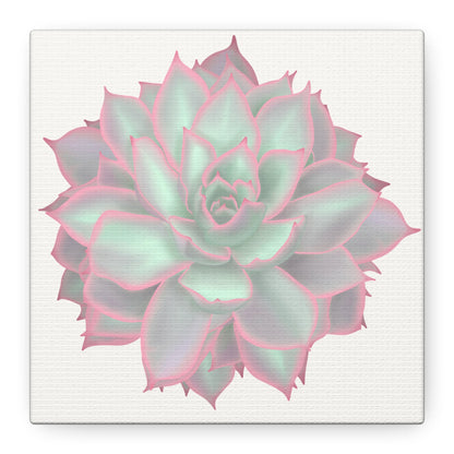 Echeveria Violet Queen Succulent Canvas Print – Botanical Wall Art