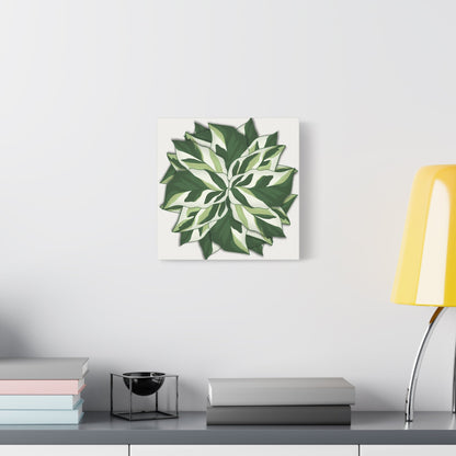Calathea White Fusion Canvas Print – Botanical Wall Art