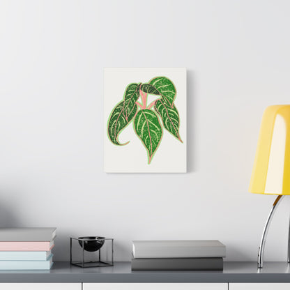 Aglaonema Sparkling Sarah Canvas Print – Botanical Wall Art