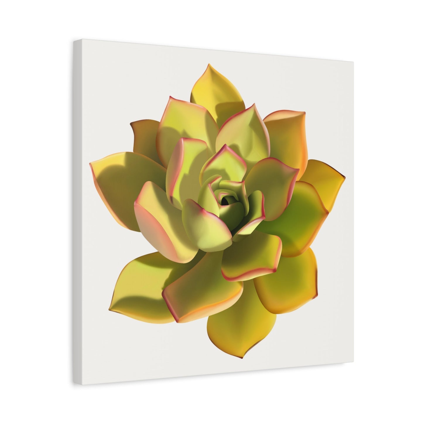 Noble Aeonium Succulent Canvas Print – Botanical Wall Art
