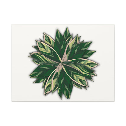 Stromanthe Triostar Canvas Print – Botanical Wall Art