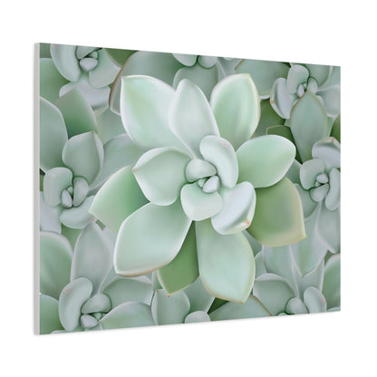 Pachyveria Haagei Succulent Pattern Canvas Print – Botanical Wall Art