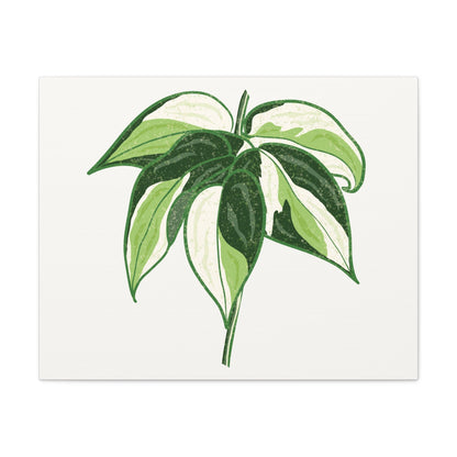 Philodendron Cream Splash Canvas Print – Botanical Wall Art