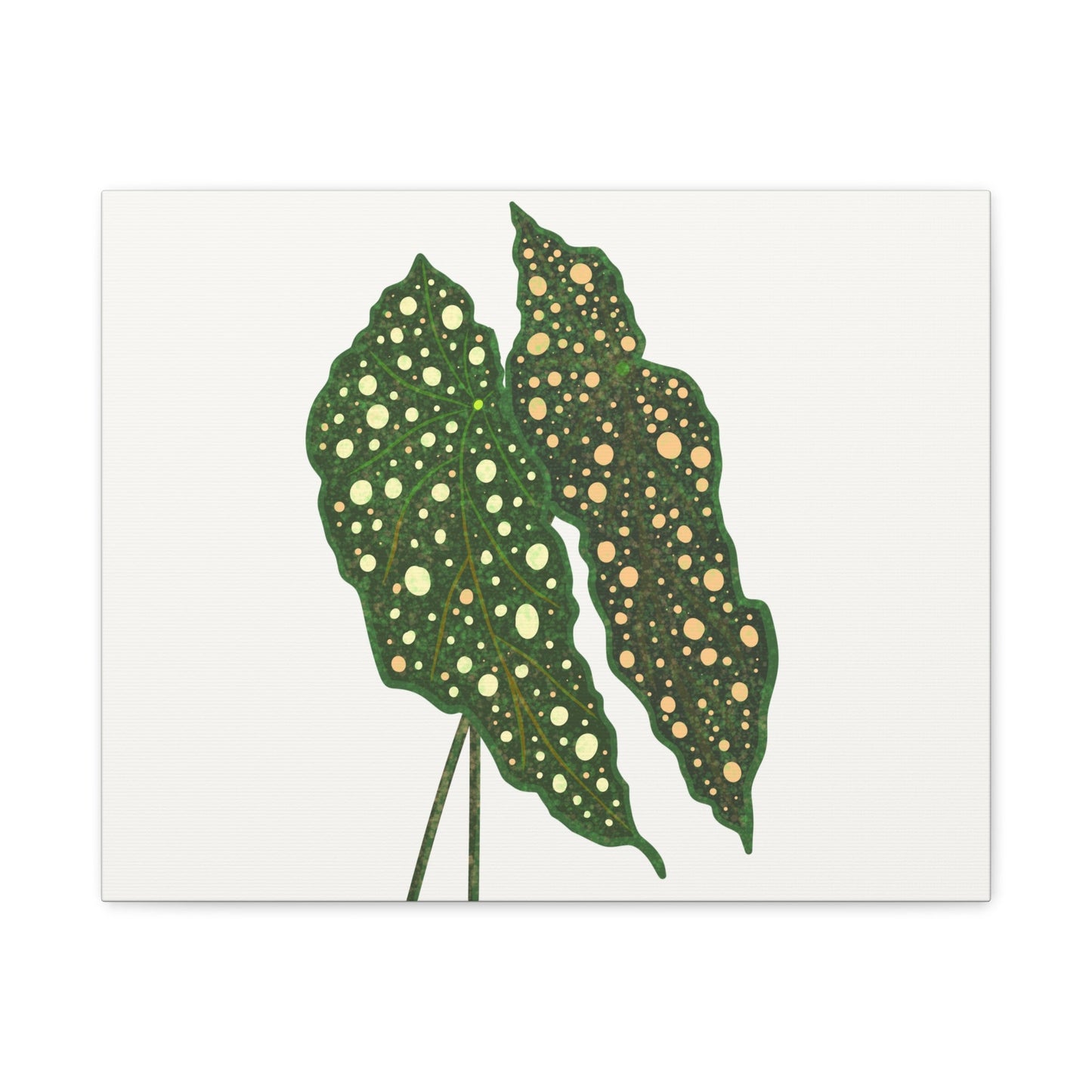 Begonia Maculata Canvas Print – Botanical Wall Art