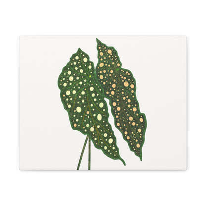 Begonia Maculata Canvas Print – Botanical Wall Art