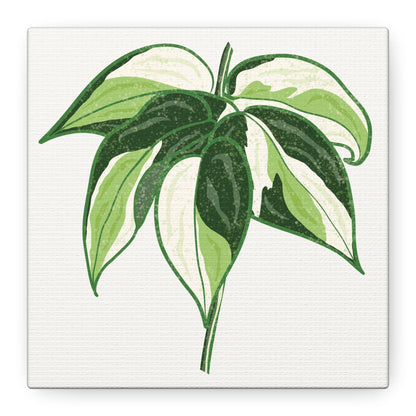Philodendron Cream Splash Canvas Print – Botanical Wall Art