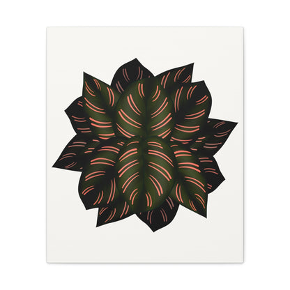 Calathea Pinstripe Canvas Print – Botanical Wall Art
