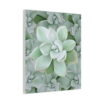 Pachyveria Haagei Succulent Pattern Canvas Print – Botanical Wall Art