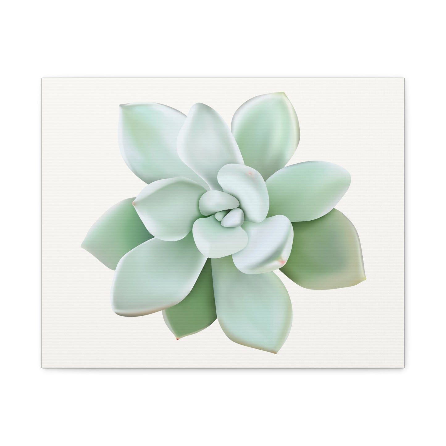 Pachyveria Haagei Succulent Canvas Print – Botanical Wall Art