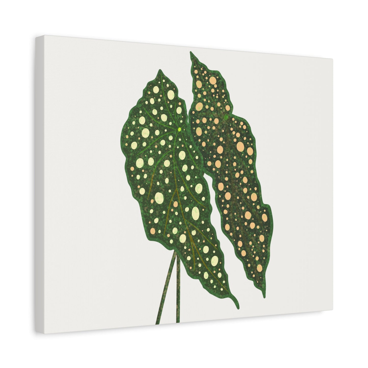 Begonia Maculata Canvas Print – Botanical Wall Art