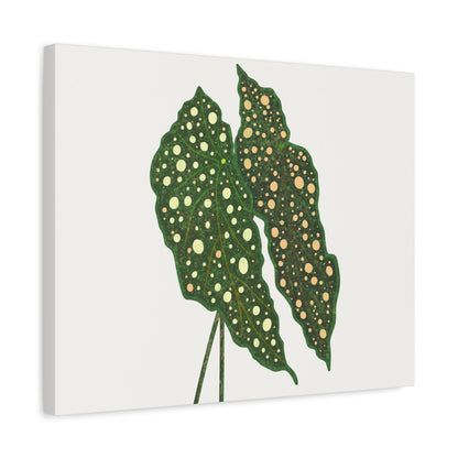 Begonia Maculata Canvas Print – Botanical Wall Art