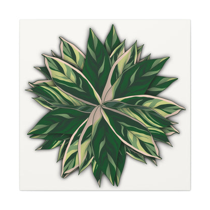Stromanthe Triostar Canvas Print – Botanical Wall Art