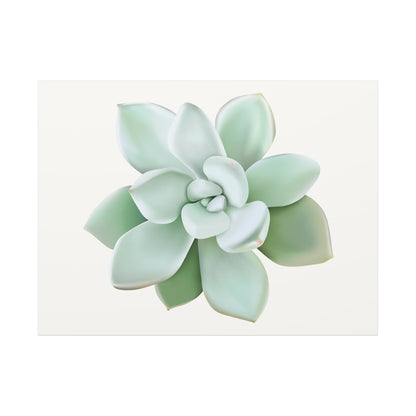 Pachyveria Haagei Succulent Canvas Print – Botanical Wall Art