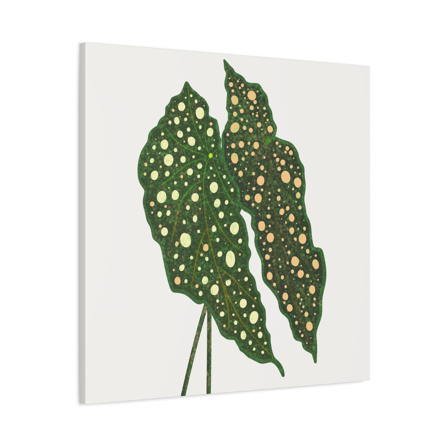 Begonia Maculata Canvas Print – Botanical Wall Art