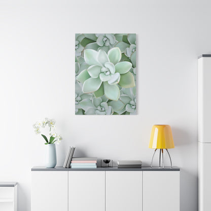Pachyveria Haagei Succulent Pattern Canvas Print – Botanical Wall Art
