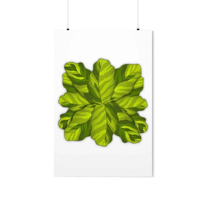 Calathea Yellow Fusion Botanical Print – Unframed Wall Art