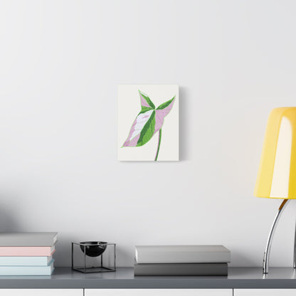 Syngonium Tricolor Canvas Print – Botanical Wall Art