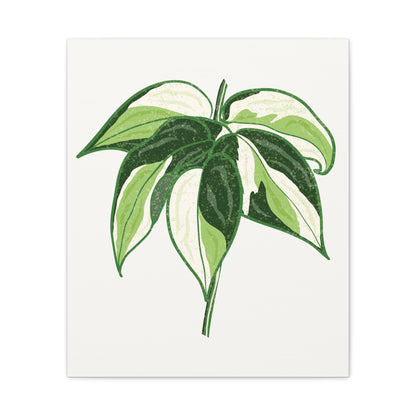 Philodendron Cream Splash Canvas Print – Botanical Wall Art