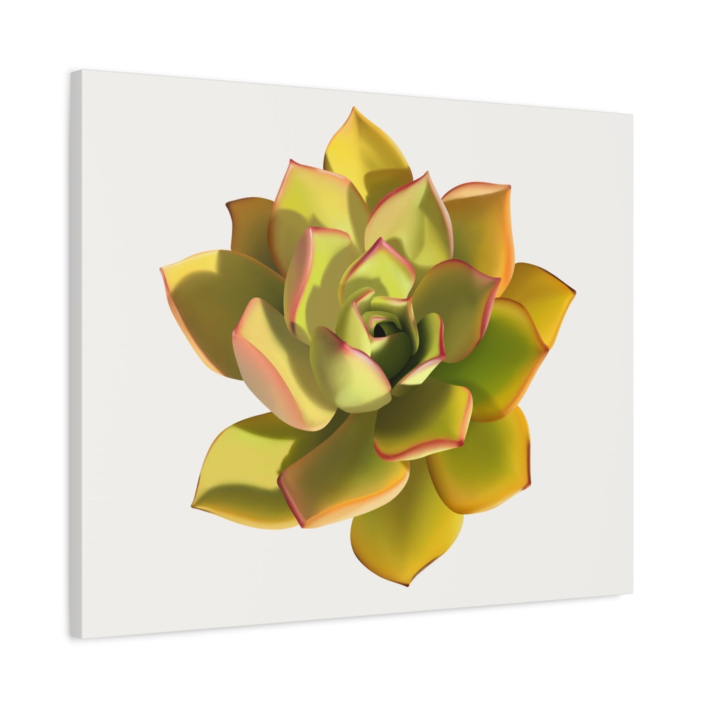 Noble Aeonium Succulent Canvas Print – Botanical Wall Art