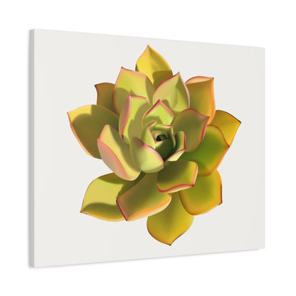 Noble Aeonium Succulent Canvas Print – Botanical Wall Art